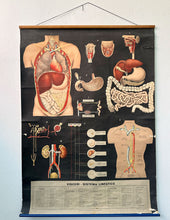 Load image into Gallery viewer, Antico Grafico didattico anatomia sistema linfatico
