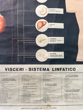 Load image into Gallery viewer, Antico Grafico didattico anatomia sistema linfatico