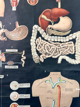 Load image into Gallery viewer, Antico Grafico didattico anatomia sistema linfatico