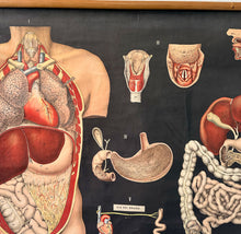 Load image into Gallery viewer, Antico Grafico didattico anatomia sistema linfatico