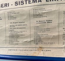 Load image into Gallery viewer, Antico Grafico didattico anatomia sistema linfatico