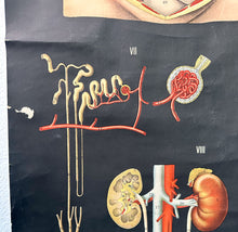 Load image into Gallery viewer, Antico Grafico didattico anatomia sistema linfatico