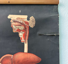 Load image into Gallery viewer, Antico Grafico didattico anatomia sistema linfatico