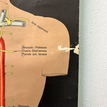 Load image into Gallery viewer, Antico Grafico didattico anatomia sistema linfatico